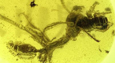 99 millió éves hangya zsákmányejtése záródott borostyánba