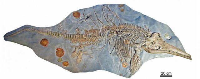 Az eddigi legnagyobb „tengeri sárkány” maradványait fedezték fel
