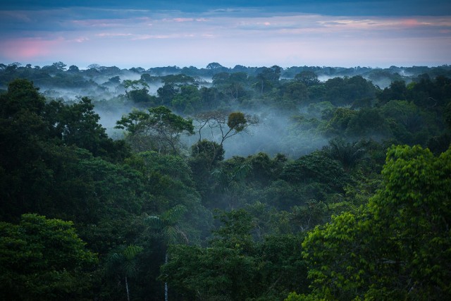 Több mint 300 új fajt fedeztek fel az Amazonas vadonjában