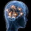 Az agyi kapcsolatok fejlődésének dinamikáját írták le az ELTE ifjú kutatói