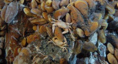 A mélytengeri kagylók is rendelkeznek felszínhez kötött biológiai ritmussal
