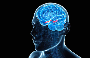 Hogyan működik az agy idegsejthálózata?