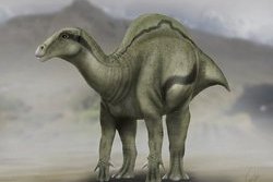 Eddig ismeretlen dinoszauruszfaj maradványaira bukkantak