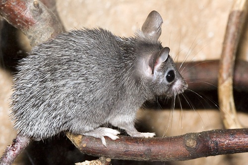 Egerek segíthetnek az emberi bőr regenerálódásában részlet