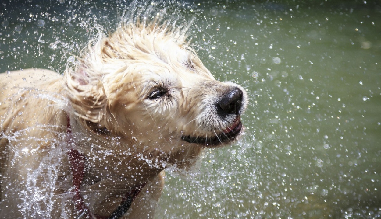 Erőkifejtés és testmozgás is okozhat hőgutát a kutyáknál