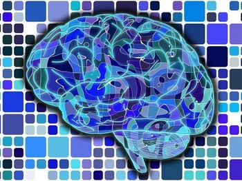Magyar kutatók térképezték fel az agyi kapcsolatok egyénenkénti változékonyságát